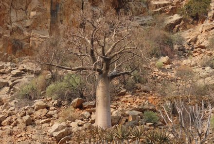 Namibia Family & Teens - Namibia Familienreise - Köcherbaumschlucht - Baum