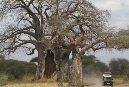 Familienreise Tansania - Tansania for family individuell deluxe - Fahrt zum Lake Manyara