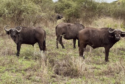 Tansania Familienurlaub - Tansania for family - Büffel im Tarangire Nationalpark