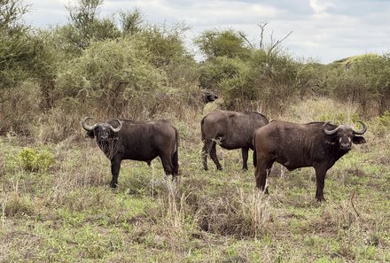 Tansania Familienurlaub - Tansania Family & Teens - Tiere im Tarangire Nationalpark