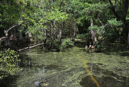 Florida Familienreise - Florida for family - Everglades - Landschaft