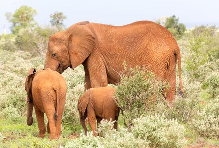 Kenia Familienreise - Kenia Family & Teens - Elefanten mit roter Erde im Tsavo Ost Nationalpark