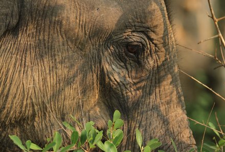 Sri Lanka mit Jugendlichen - Sri Lanka Summer Family & Teens - Elefant Nahaufnahme