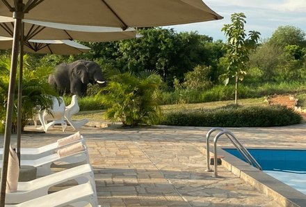 Uganda Familienreise - Uganda Family & Teens - Fort Murchison Lodge - Elefant am Pool 