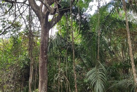Familienreise Malaysia - Malaysia & Borneo Family & Teens - Wanderung im Rainforest Discovery Center