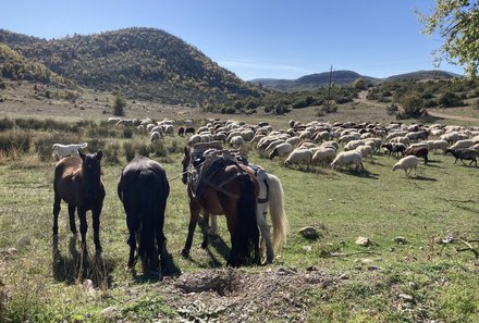 Albanien Familienreise - Albanien for family individuell - Pferde und Schafe auf Wiese