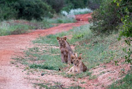 Kenia Familienreise - Kenia for family individuell deluxe - Tsavo West NP Pirschfahrt - Löwenjunge