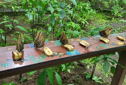 Familienurlaub Costa Rica - Costa Rica Abenteuer Regenwald und Karibik - Ecocentro Danaus - Schmetterlinge auf Banane