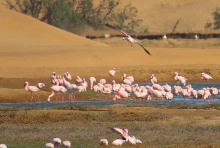 Namibia Family & Teens - Namibia Familienreise - Flamingos Walvis Bay