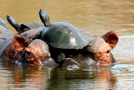 Familienreise Südafrika - Südafrika for family -Maktsui Safari Farm - Nilpferd und Schildkröte