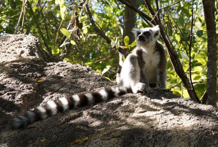 Madagaskar Familienreise - Madagaskar Family & Teens - Katta Lemur auf Stein