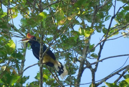 Malaysia & Borneo mit Kindern - Malaysia & Borneo Teens on Tour - Vogel im Baum