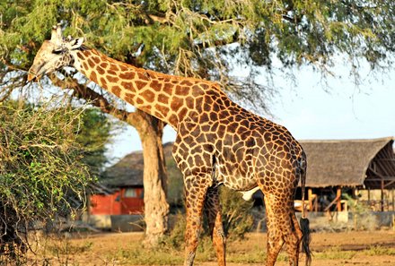 Kenia for family individuell deluxe - Satao Camp - Anlage Giraffe