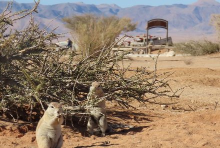 Namibia Family & Teens - Namibia Familienreise - Tiere in Solitaire