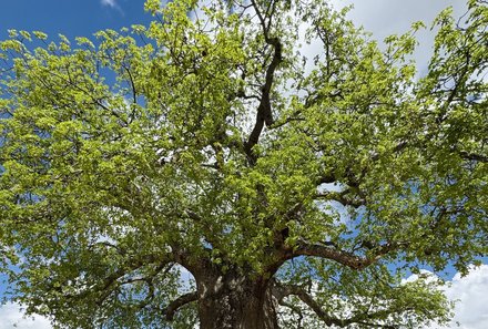 Tansania Familienurlaub - Tansania Family & Teens - Großer Baum