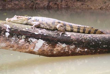 Costa Rica for family Deluxe - Familienreise in Costa Rica - Krokodil auf einem Baumstamm