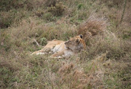 Tansania Familienreise - Tansania for family individuell deluxe - Löwe im Ngorongoro Krater