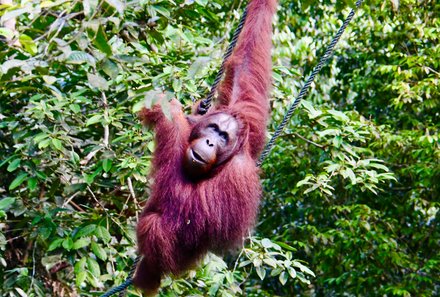 Familienurlaub Malaysia & Borneo - Malaysia & Borneo for family individuell - Orang-Utan Rehabilitationszentrum - Affe im Gebüsch