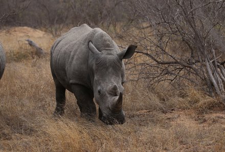 Südafrika Familienreise - Südafrika for family - Pirschfahrt Krüger Nationalpark - Nashorn