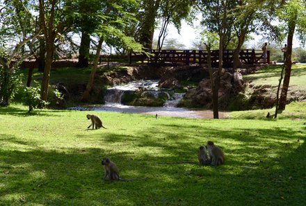 Kenia Familienreise - Kenia Family & Teens - Voyager Ziwani Lodge - Affen auf der Wiese