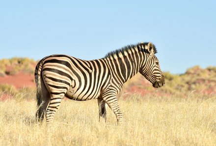 Namibia Deluxe Familienreise individuell - Sossusvlei - Zebra 