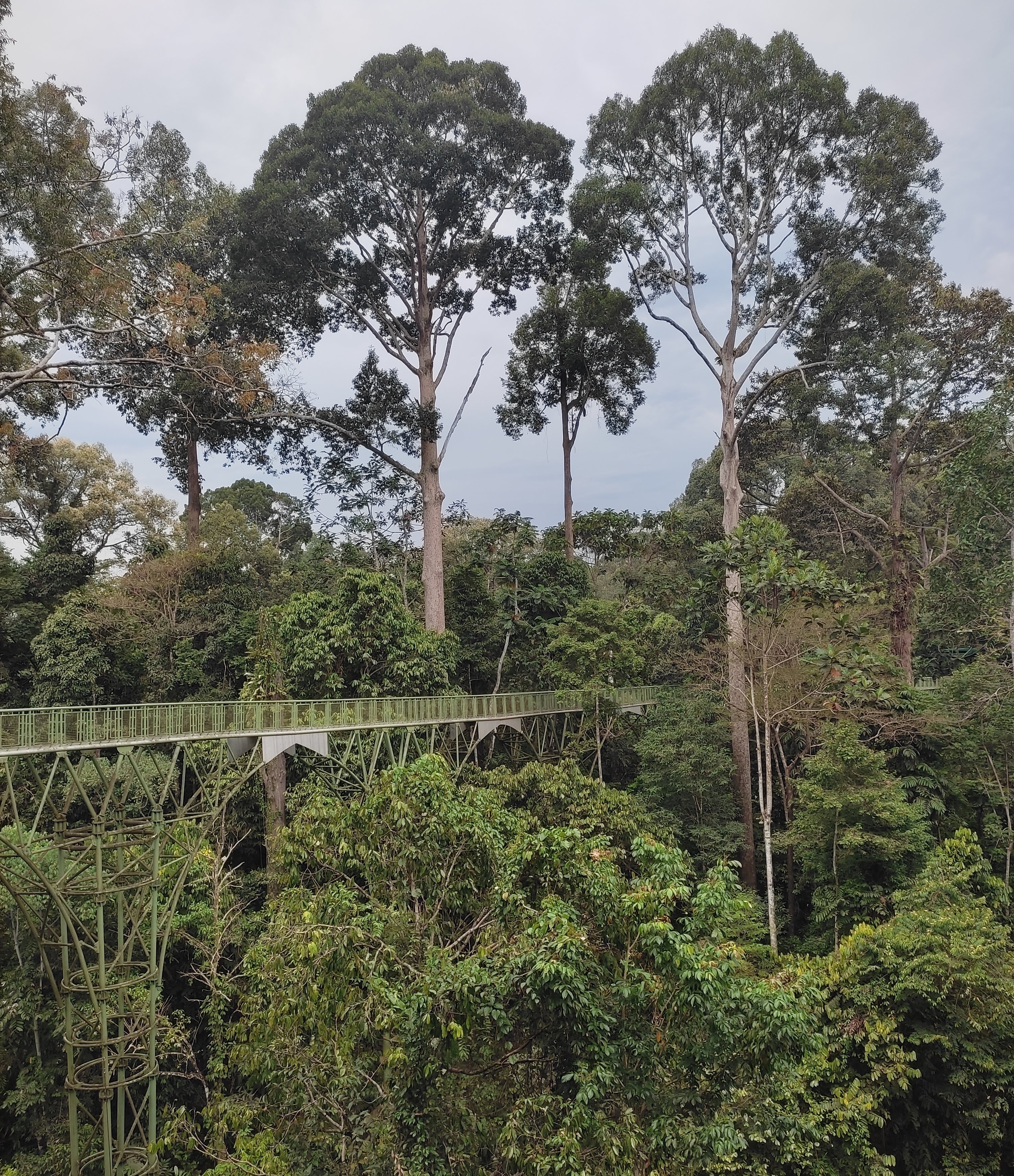 Gründe für eine Malaysia Familienreise - Rainforest Discovery Centre - Borneo