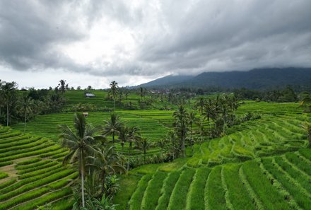 Bali for family deluxe - Familienreise Bali mit Kindern - Grüne Reisfelder