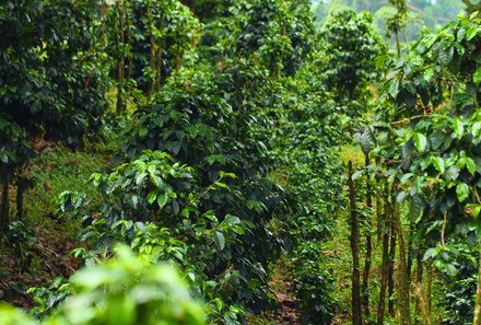 Panama for family individuell - Panama Familienreise - Kaffeeplantage
