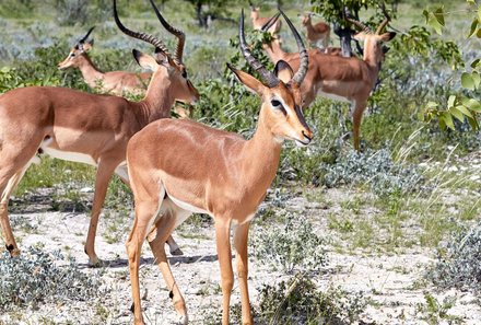 Namibia Deluxe Familienreise - Epacha Game Lodge - Tiere 