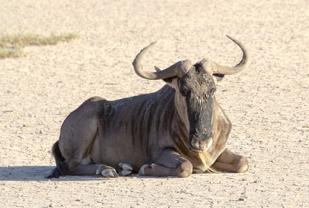 Kenia Familienreise - Kenia for family individuell - Best of Safari & Chale Island - Safari im Amboseli Nationalpark - Gnu