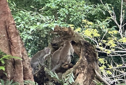 Thailand Familienreise mit Kindern - Thailand for family individuell - Affen im Nationalpark