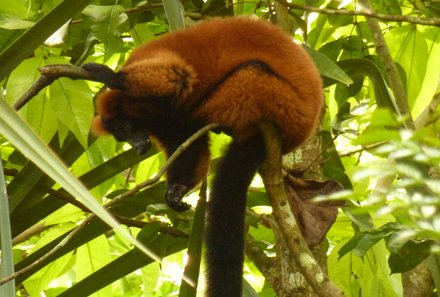 Madagaskar Familienreise - Madagaskar Family & Teens - roter Vari im Baum