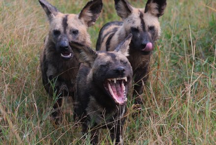 Kenia Familienreise - Kenia for family individuell - Wildhunde