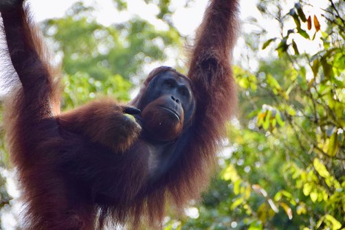 Bali Familienurlaub - Verlängerungen für Familienreisen auf Bali & Java - Orang-Utans auf Sumatra mit Kindern