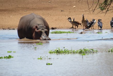 Kenia Familienreise - Kenia for family individuell - Best of Safari & Chale Island - Ziwani - Flusspferd im See