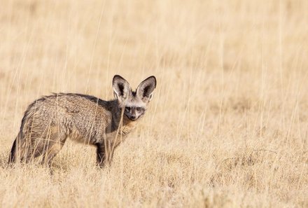 Namibia Deluxe Familienreise - Epacha Game Lodge - Tier