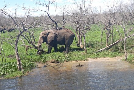 Uganda Familienurlaub - Uganda Family & Teens - Elefant am Ufer bei der Bootsfahrt im Murchison Falls