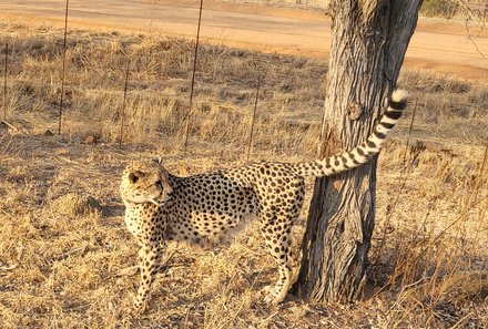 Südafrika individuelle Familienreise - Safari & Strand - Entabeni Safari Conservancy - Gepard