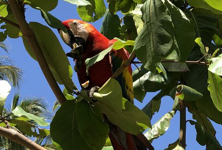 Costa Rica for family Deluxe - Familienreise in Costa Rica - roter Ara