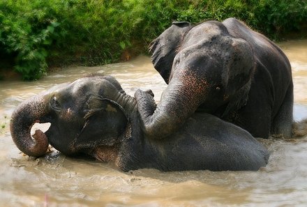 Thailand Familienreise mit Kindern - Thailand for family individuell - Elefanten spielen im Wasser