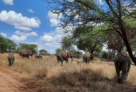 Serengeti mit Kindern individuell - Best of Familiensafari Serengeti - Elefanten am Wegesrand