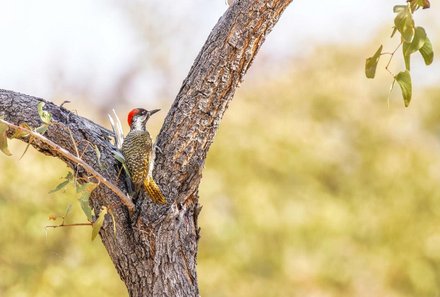 Namibia Deluxe Familienreise - Epacha Game Lodge - Vogel im Baum