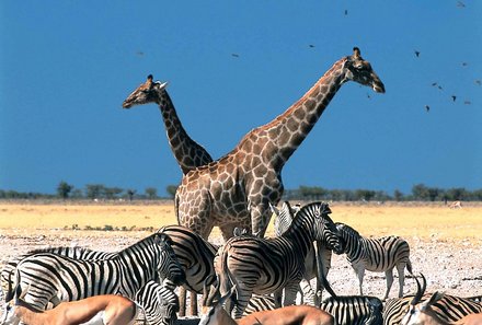 Namibia Deluxe Familienreise - Etosha Nationalpark - Unterschiedliche Tiere