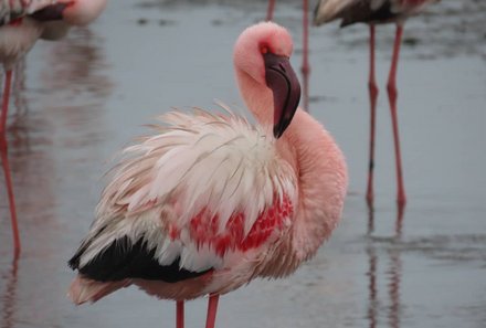 Namibia mit Kindern - Namibia individuell - Flamingo