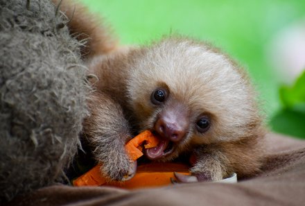 Costa Rica for family Junior - Costa Rica mit Kindern - Wildlife Rescue Center La Fortuna