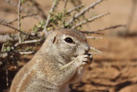 Namibia Familienreise im 4x4 Mietwagen mit Dachzelt - Solitaire - Murmeltier