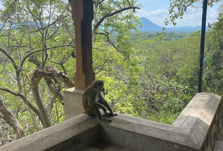 Sri Lanka for family Deluxe - Sri Lanka Individualreise mit Kindern - Dambulla-Höhlentempel - Affe