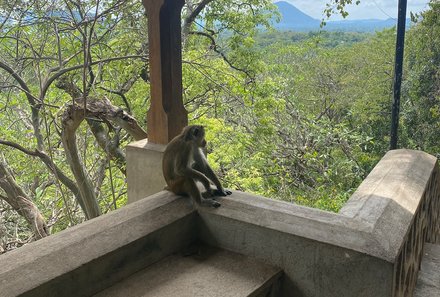 Sri Lanka mit Jugendlichen - Sri Lanka Summer Family & Teens - Dambulla Höhlentempel - Affe