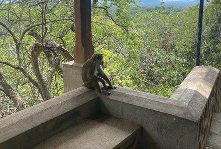 Sri Lanka for family individuell - Sri Lanka Individualreise mit Kindern - Dambulla Höhlentempel - Äffchen