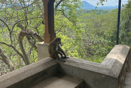 Sri Lanka for family individuell - Sri Lanka Individualreise mit Kindern - Dambulla Höhlentempel - Affe